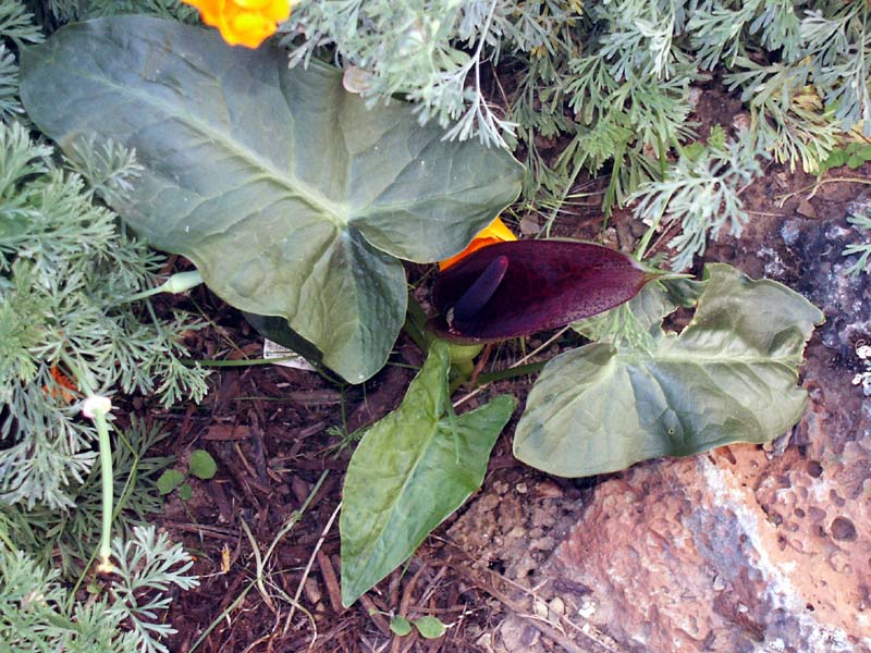 dioscoridis.1