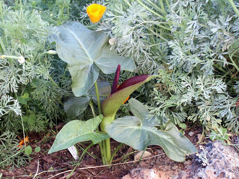 dioscoridis.2
