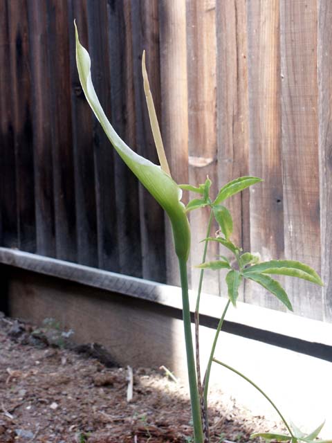 Dracunculus_canariensis1