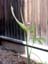 Dracunculus_canariensis1
