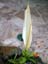 Dracunculus_canariensis2