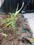Dracunculus_canariensis3