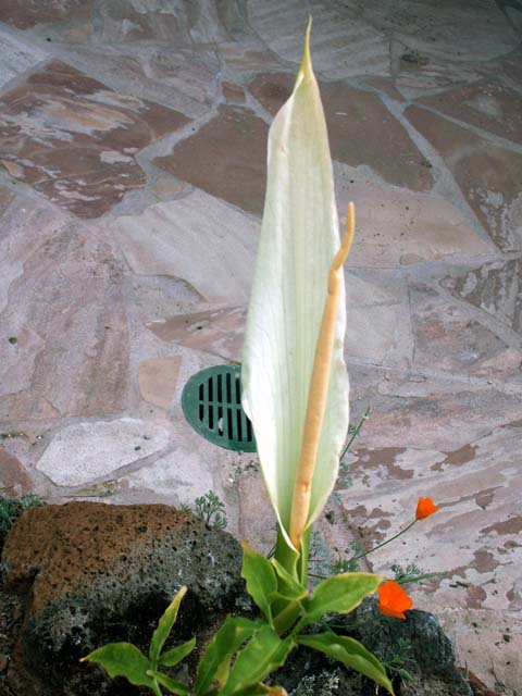 Dracunculus_canariensis2