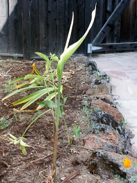 Dracunculus_canariensis3